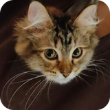 kitkat4