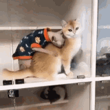 animals-cats