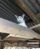 1747141982698