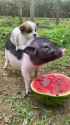 dog=arbites pig=me watermelon=darktide being saved_thumb.jpg