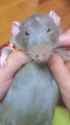 rich ratto danso_thumb.jpg