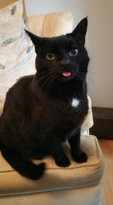 blepstare