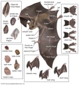 bat