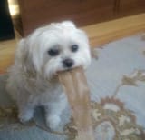 tobypuke