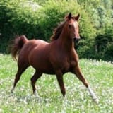 anhorse