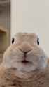 ssstwitter.com_1737862285736_thumb.jpg