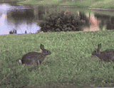 bunny fight