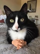 cat pondering