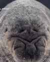 seal-cryi_thumb.jpg