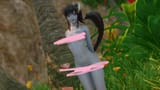 meow 2025-06-01 19-49-04 meow ffxiv_dx11
