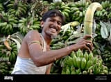 banana-picker-humpi-karnataka-india-south-asia-BF5BB5