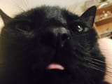 moonisterblep
