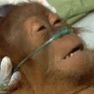 dying-monkey-dying