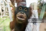 toledo-ohio-leela-an-11-year-old-female-orangutan-puckers-her-lips-up-against-the-glass-in-her[1]