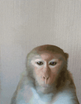 monkey-grab