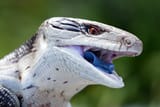 HOLA SKINKS