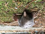 mole
