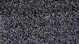 387044215