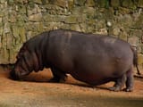 Animais_do_Jardim_Zoológico_de_São_Paulo_06