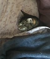 catt