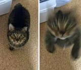 1710303731098806