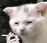 smoking cat