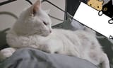 nyaaa