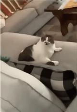 insistent cat