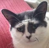 smug cat face