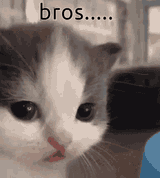 sad cat