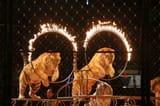 tigers