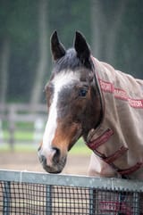 Windy (fanchion)