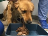 Dog_vomiting_with_apomorphine