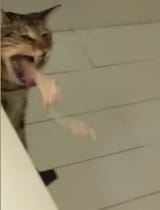1550602462438