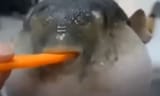 puffer carrot