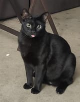 prettyblep