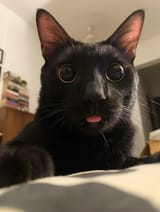 holymolyblep