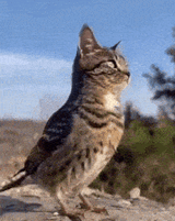 Cat Owl