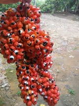 guarana
