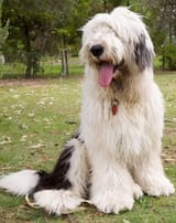 shaggy-dog-breeds-old-english-sheepdog