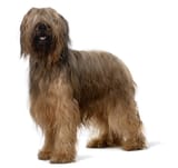 BREED Hero_0025_briard