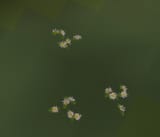1722376917448791
