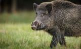 Boar