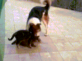dogs vs nyakuza