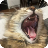 kitkat2