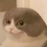 1650731459867