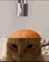 mypooroonie_thumb.jpg
