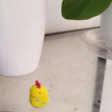 plants