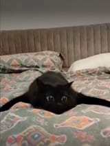 mooniemelt