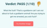 A cat isn&#039;t fine